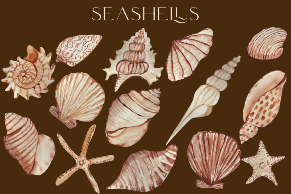 Review: Watercolor Brown Seashells Png Illustrations