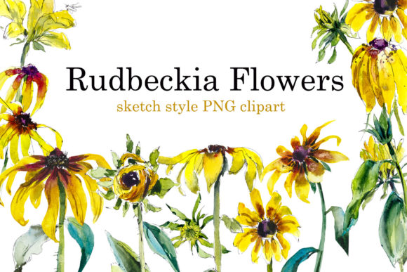 Watercolor Set Rudbeckia Flowers: Editorial Illustrations
